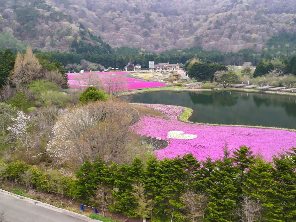 The best flowers to see in May: Fuji Shibazakura