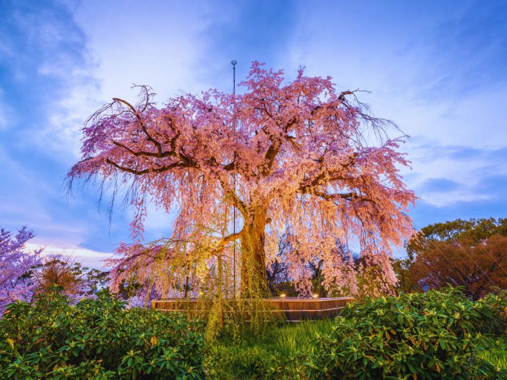 The best free things to do in Kyoto: Relax Under the Cherry Trees at Maruyama Park