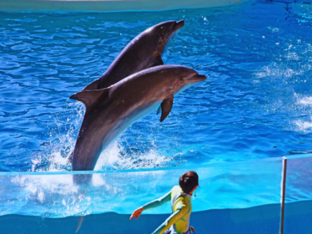 Playing with the dolphins at Shin-Enoshima Aquarium, one of the best aquariums in Japan