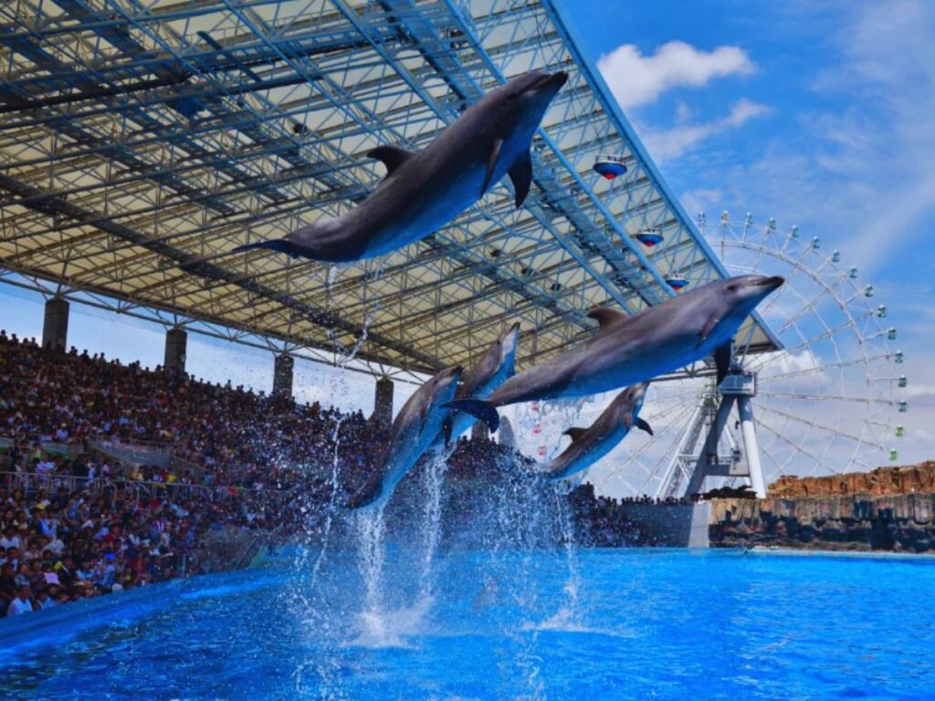 Dolphins putting on a show at the Port of Nagoya Public Aquarium, one of the best aquariums in Japan