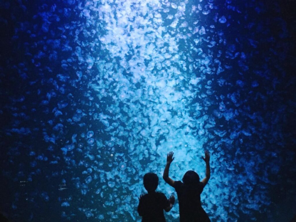 The sight of jellyfish feel unreal at Kamo Aquarium, one of the best aquariums in Japan