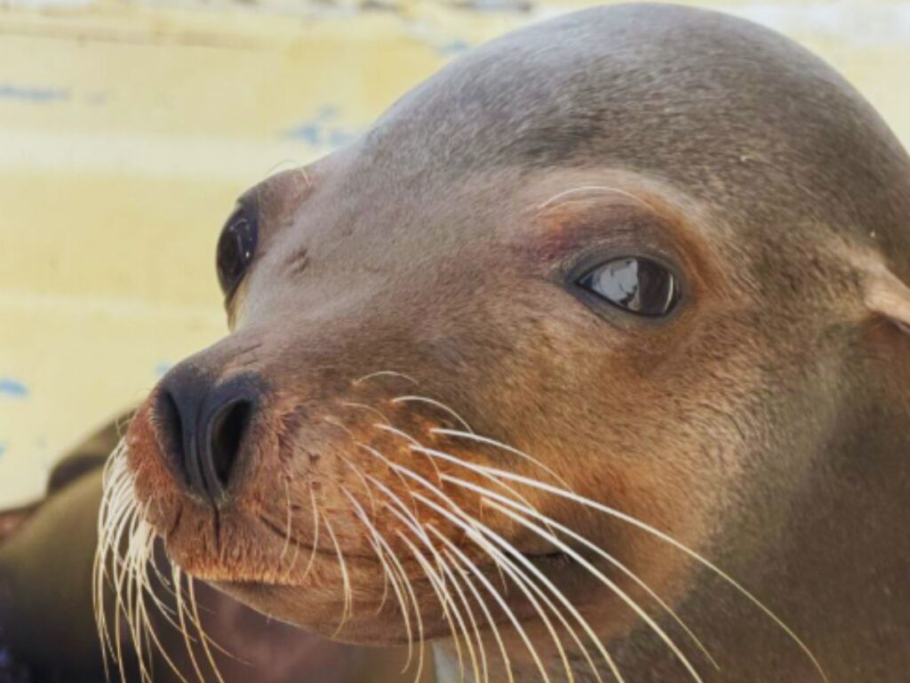 A photogenic sea lion in Marine World, one of the best aquariums in Japan