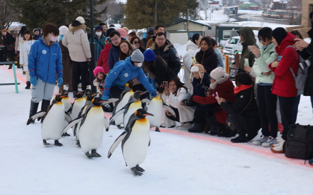 The Best Zoos in Japan, From a Penguin Walk in Hokkaido to a Safari Park in Kyushu