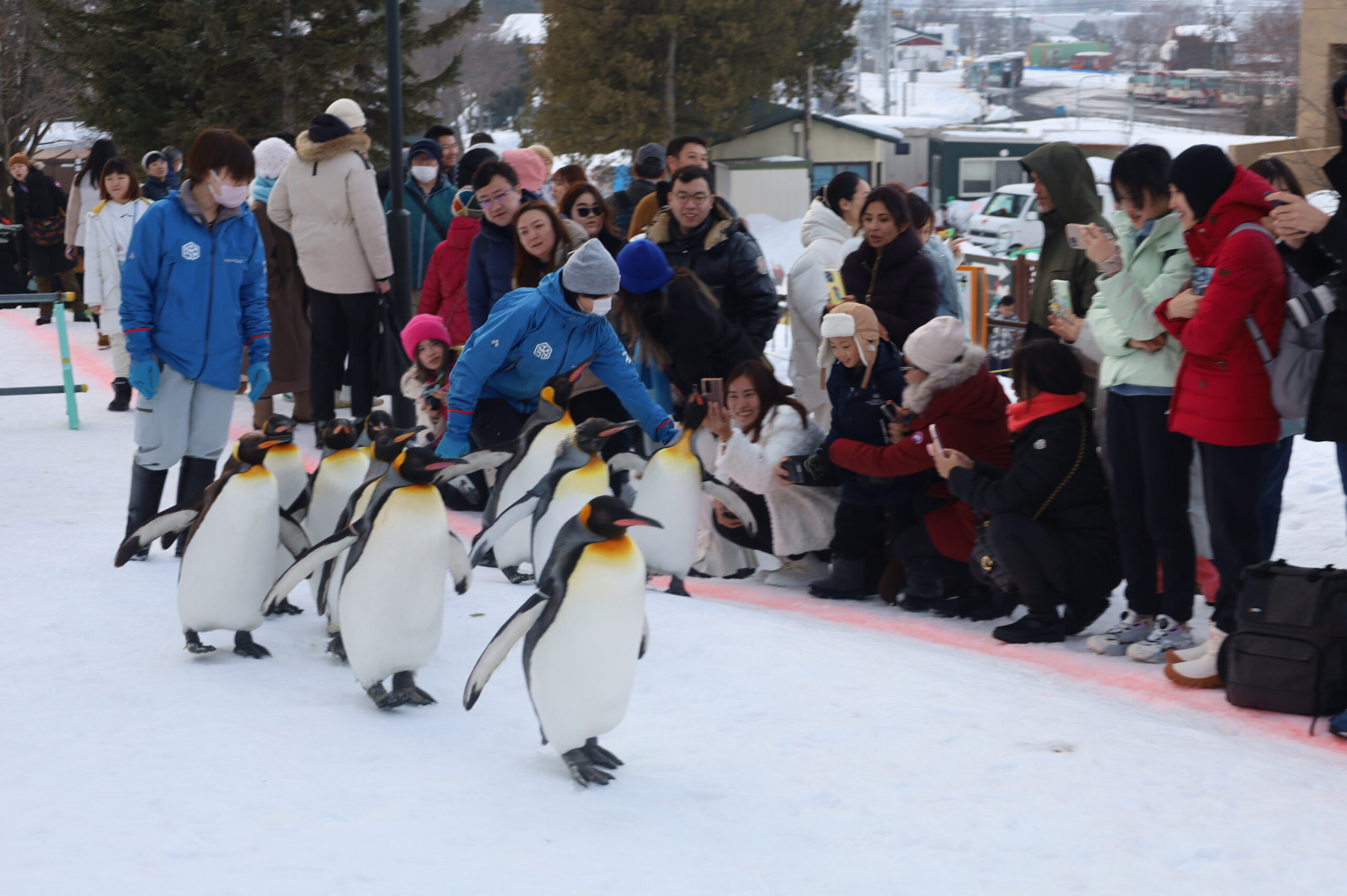 Best zoos in Japan: Asahiyama Zoo (Photo by Flip Japan)