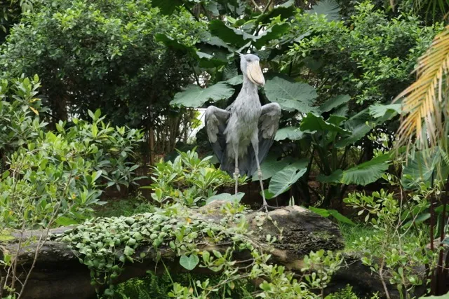 Best Zoos in Japan: A Glorious Shoebill Stork in Kobe Animal Kingdom (Credit: Kobe Animal Kingdom Blog)