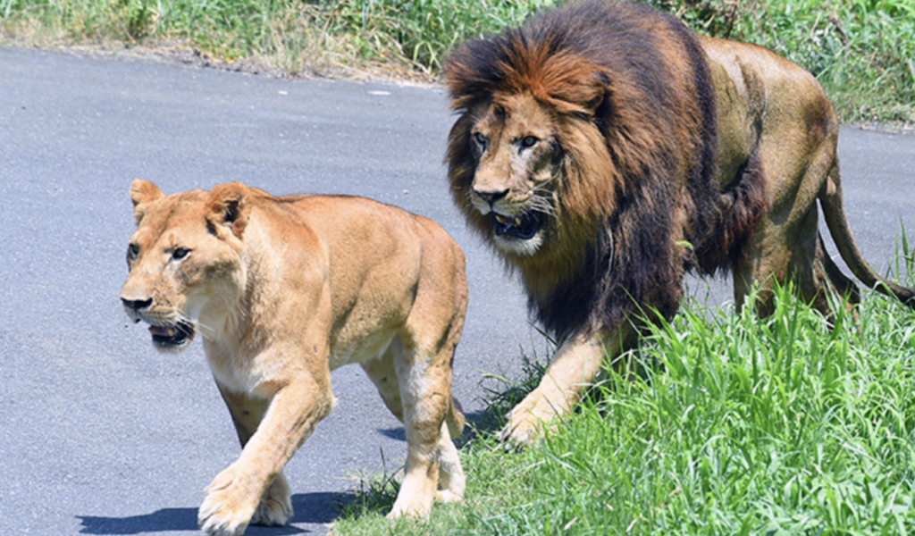 Best Zoos in Japan: Roaming Lions in Tama Zoological Park (Credit: Tama Zoological Park)