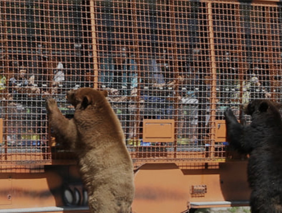 Best Zoos in Japan: Close Encounter with Bears at Fuji Safari Park (Credit: Fuji Safari Park)