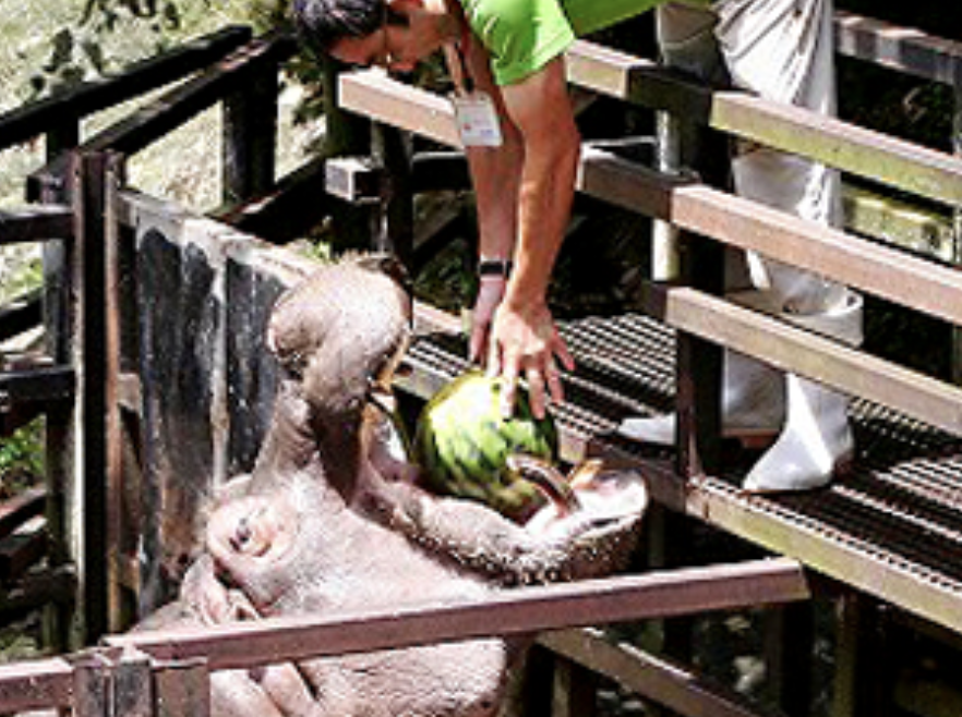 Best Zoos in Japan: Hippo's Watermelon Time at Nagasaki Bio Park (Credit: Nagasaki Bio Park)