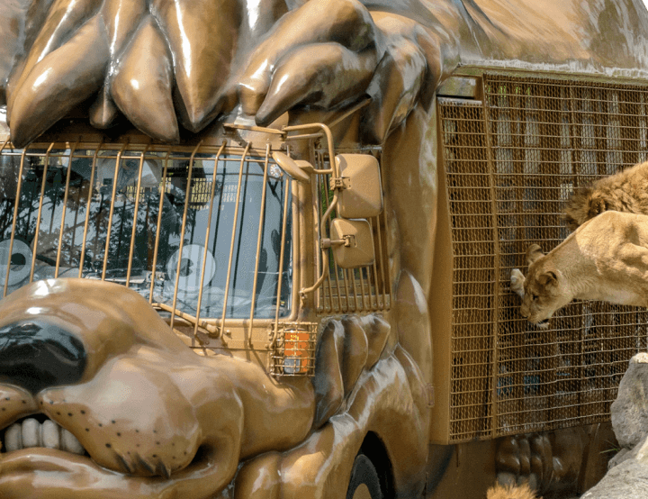 Best Zoos in Japan: Interacting with Lions at Kyushu Natural Animal Park (Credit: Kyushu Natural Animal Park)