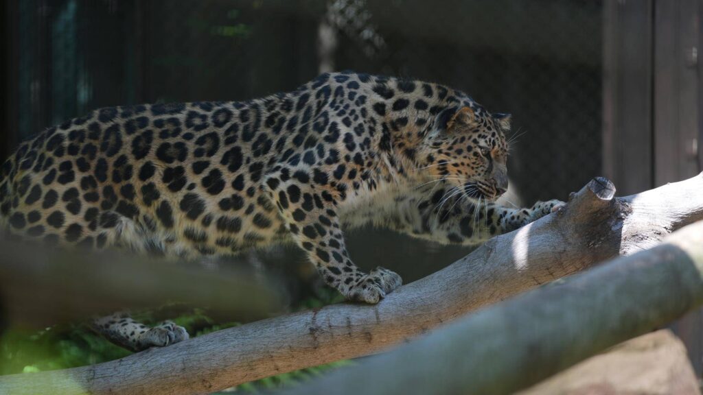 Best Zoos in Japan: Leopard at Zoorasia (Credit: Zoorasia Blog)