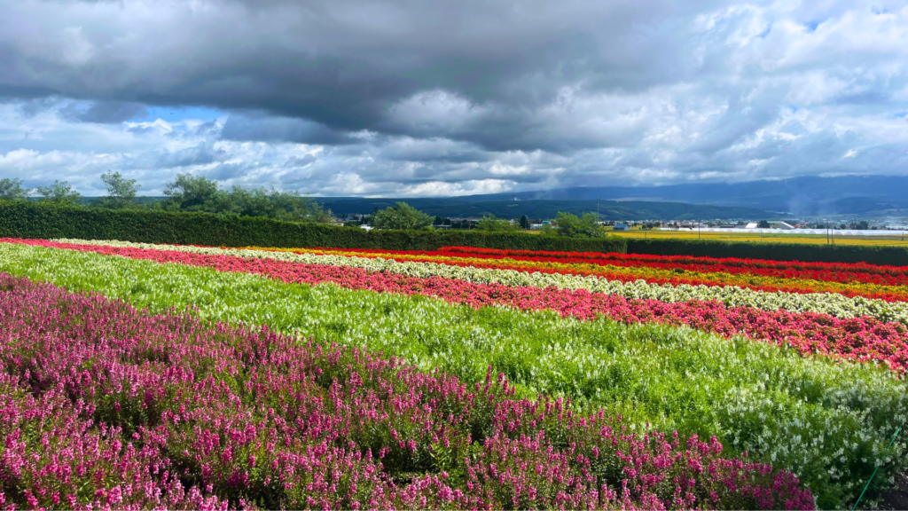 Flip Japan photo of the flower fields in Furano during Hokkaido summer