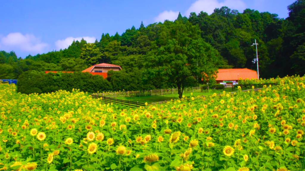 A photo of thousands of sunflowers in a farm in Ayabe in summer