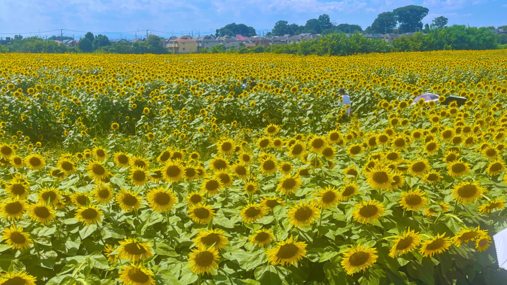 Flip Japan photo of a sunflower field with thousands of yellow sunflowers in Kiyose, a summer day trip from Tokyo