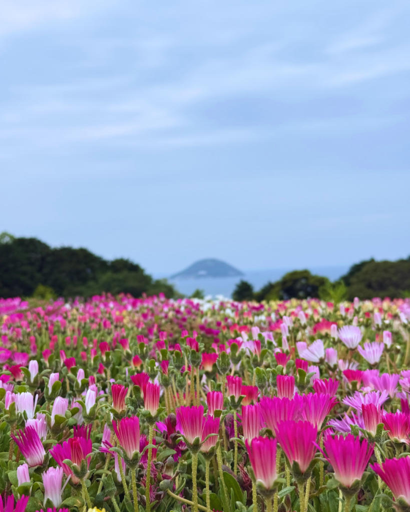 Photo of a flower field of pink and white flowers with the ocean in the background