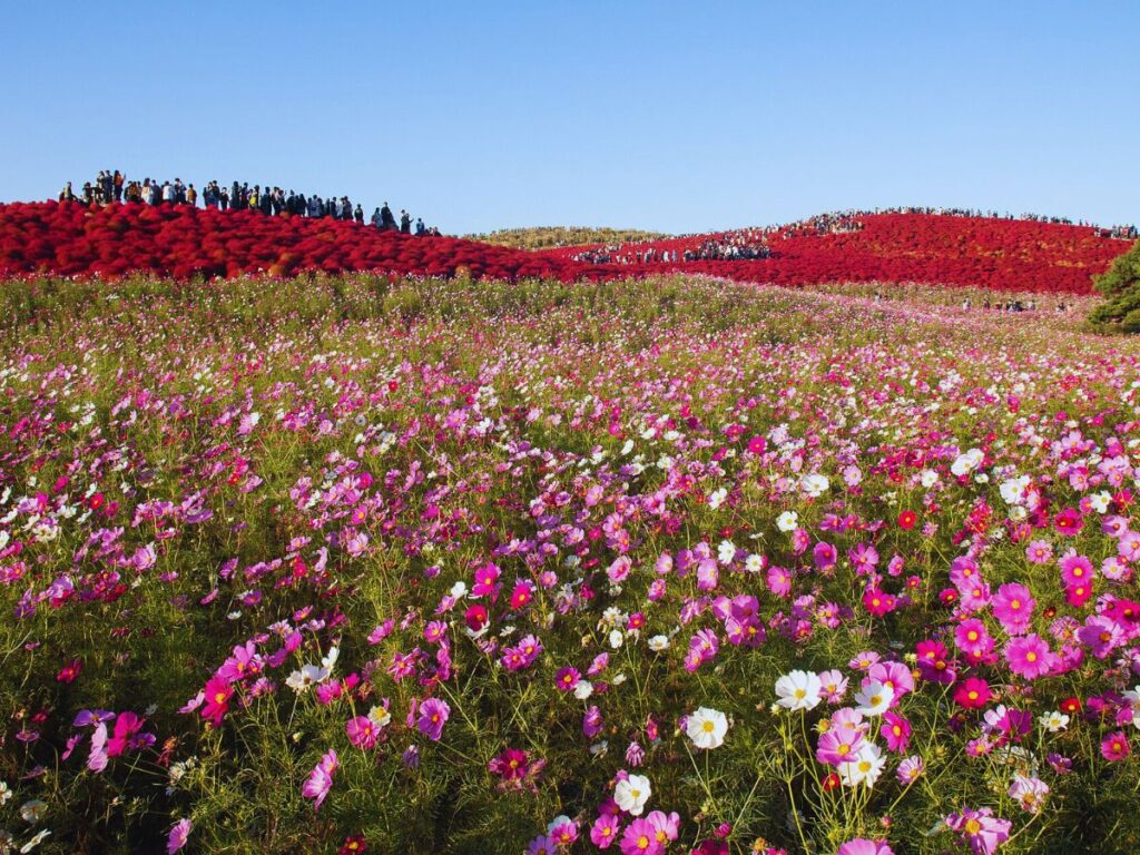 Hitachi Seaside Park [Guide to Cosmos in Japan (When and Where to See Them in 2026)]