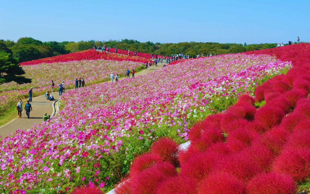 Guide to Cosmos in Japan (Best Places to See Them in 2026)