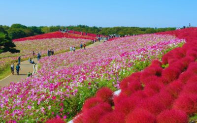 Guide to Cosmos in Japan (Best Places to See Them in 2026)
