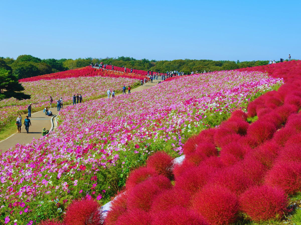 Guide to Cosmos in Japan (When and Where to See Them in 2026)