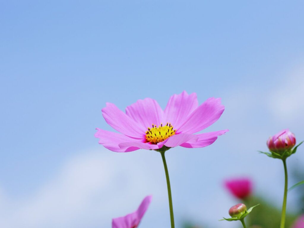 Guide to Cosmos in Japan (When and Where to See Them in 2026)