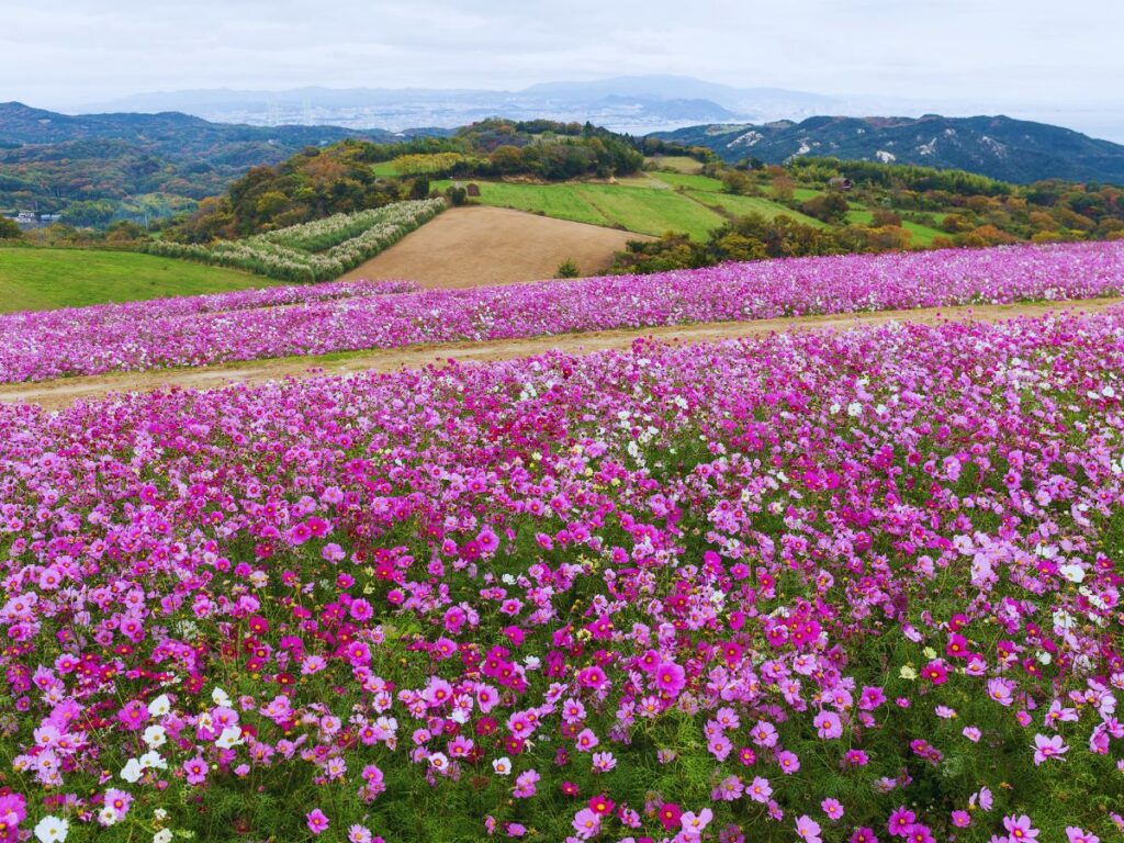 Guide to Cosmos in Japan (When and Where to See Them in 2026)