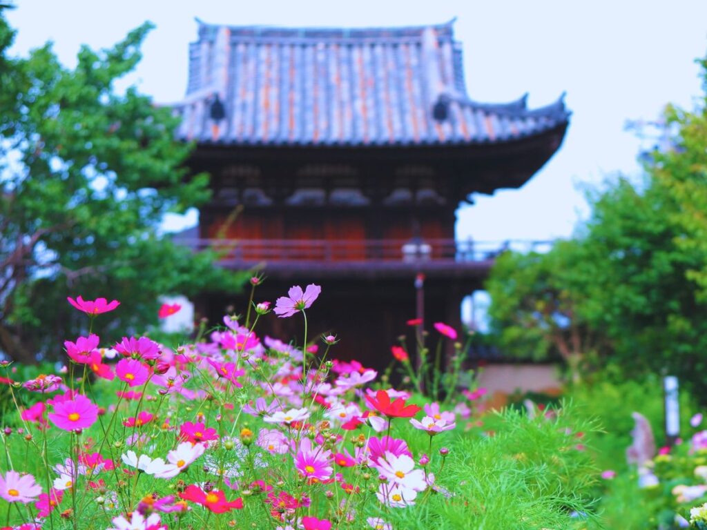 Guide to Cosmos in Japan (When and Where to See Them in 2026)