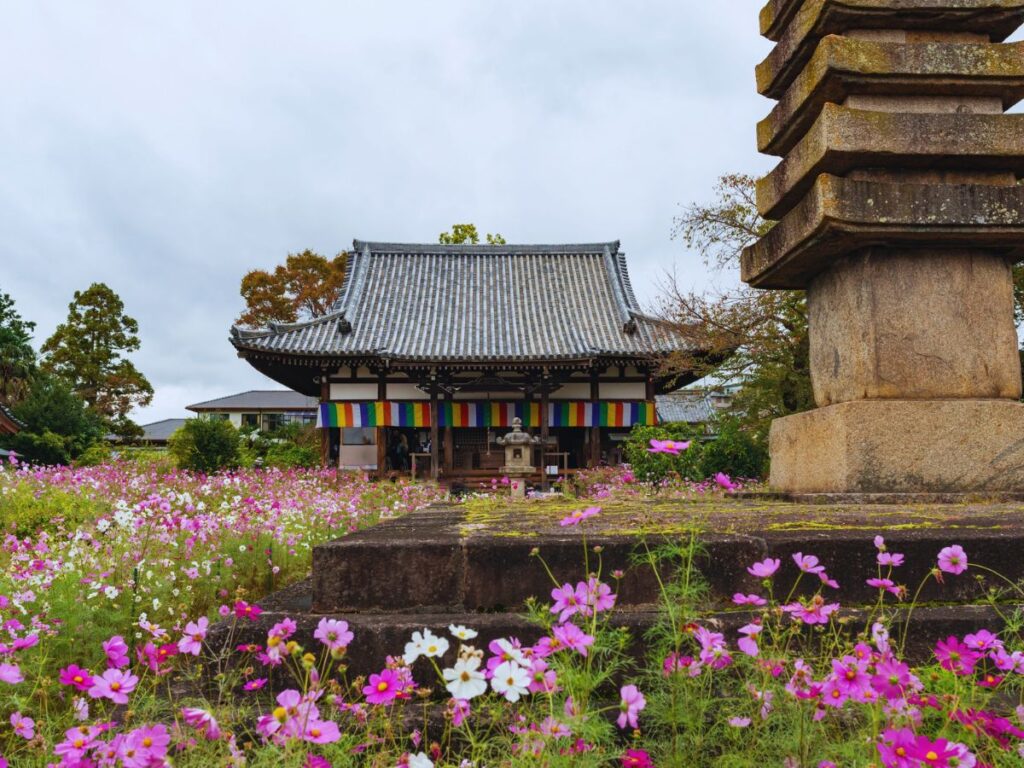 Guide to Cosmos in Japan (When and Where to See Them in 2026)