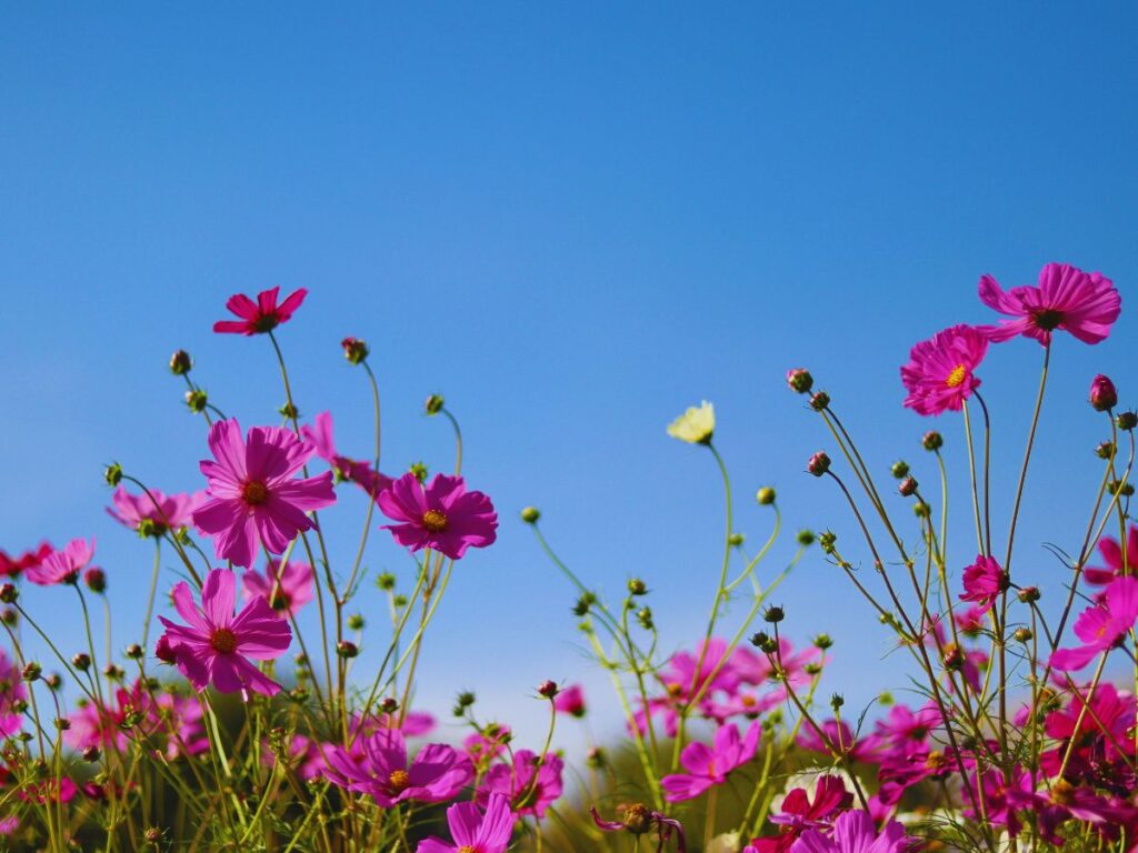 Guide to Cosmos in Japan (When and Where to See Them in 2026)
