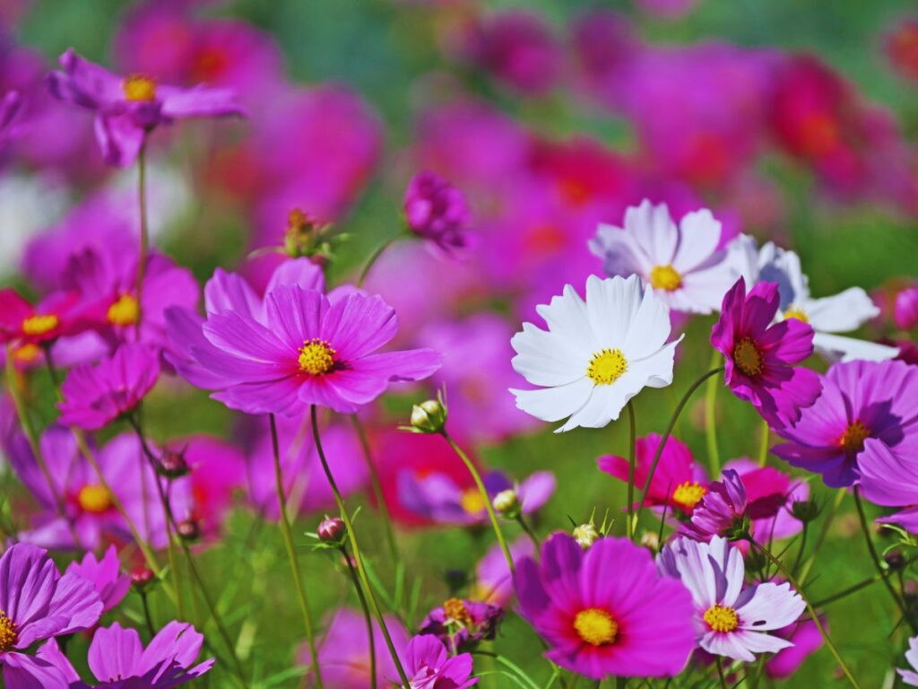 Guide to Cosmos in Japan (When and Where to See Them in 2026)