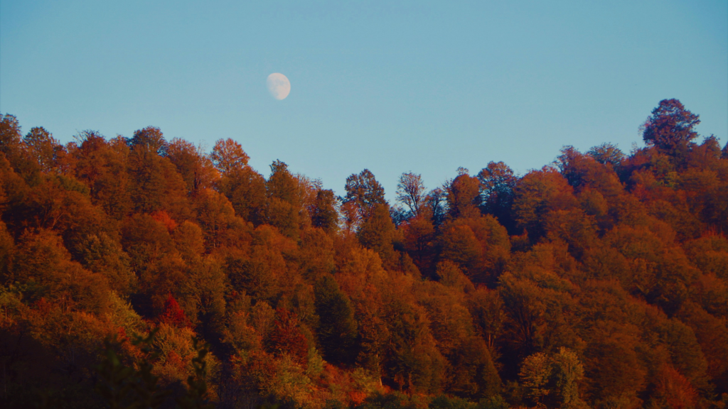 Photo of a full moon over an autumn forest