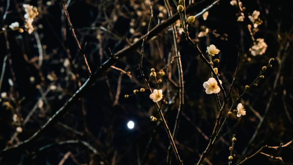 A photo of winter plum blossoms with a full moon in the background