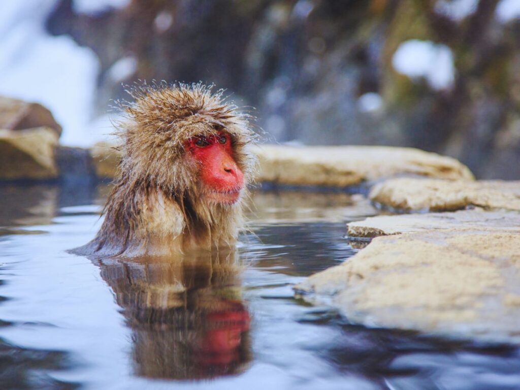Nagano Guide With Itineraries for Every Season