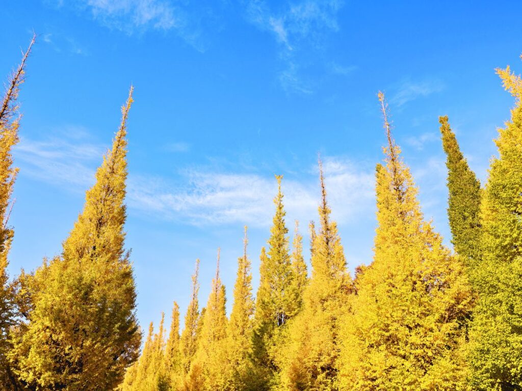 A Classic Tokyo Autumn Walk (From Gaien’s Ginkgos to Yoyogi Park)
