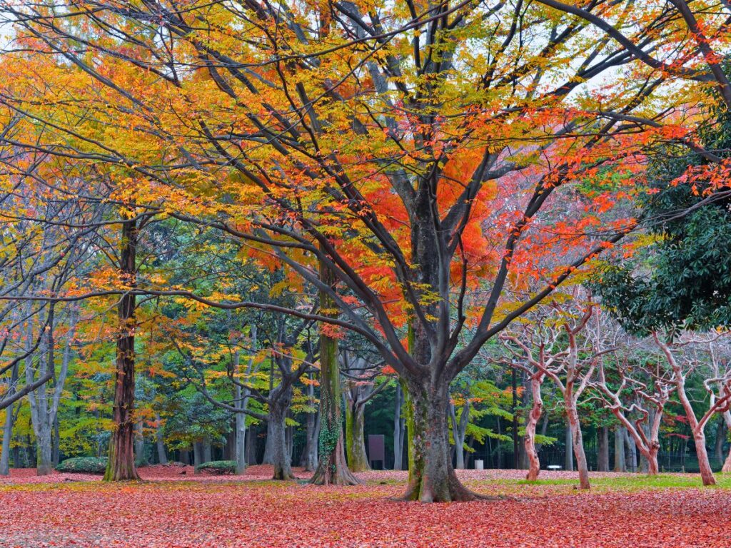 A Classic Tokyo Autumn Walk (From Gaien’s Ginkgos to Yoyogi Park)