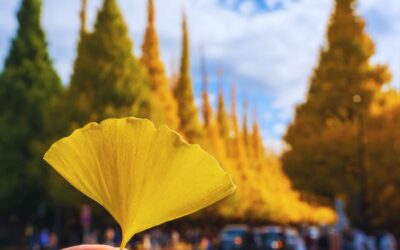 A Classic Tokyo Autumn Walk (From Gaien’s Ginkgos to Yoyogi Park)