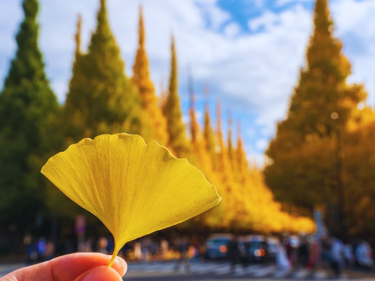 A Classic Tokyo Autumn Walk (From Gaien’s Ginkgos to Yoyogi Park)