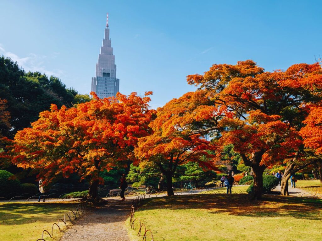 A Classic Tokyo Autumn Walk (From Gaien’s Ginkgos to Yoyogi Park)